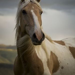 Meet your Posher, Jen